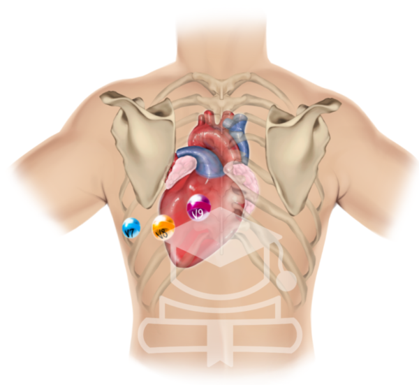 posterior ekg